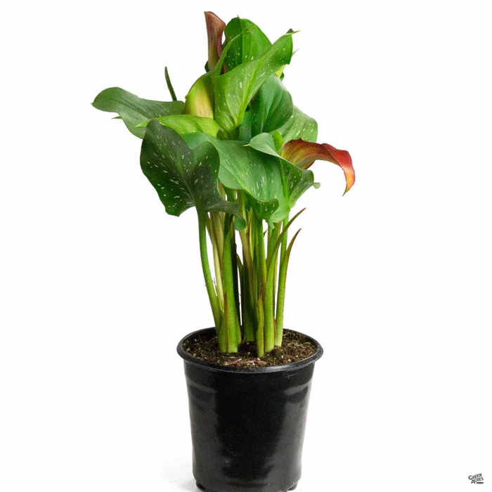 1595-calla-lily-hybrids-6.webp Calla Lily Hybrids