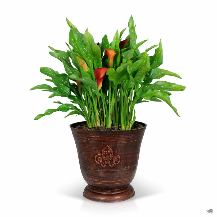 1595-calla-lily-hybrids-7.webp Calla Lily Hybrids