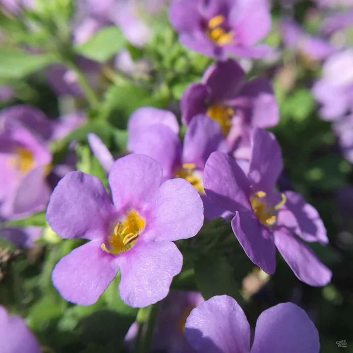 16-bacopa-2.webp Bacopa