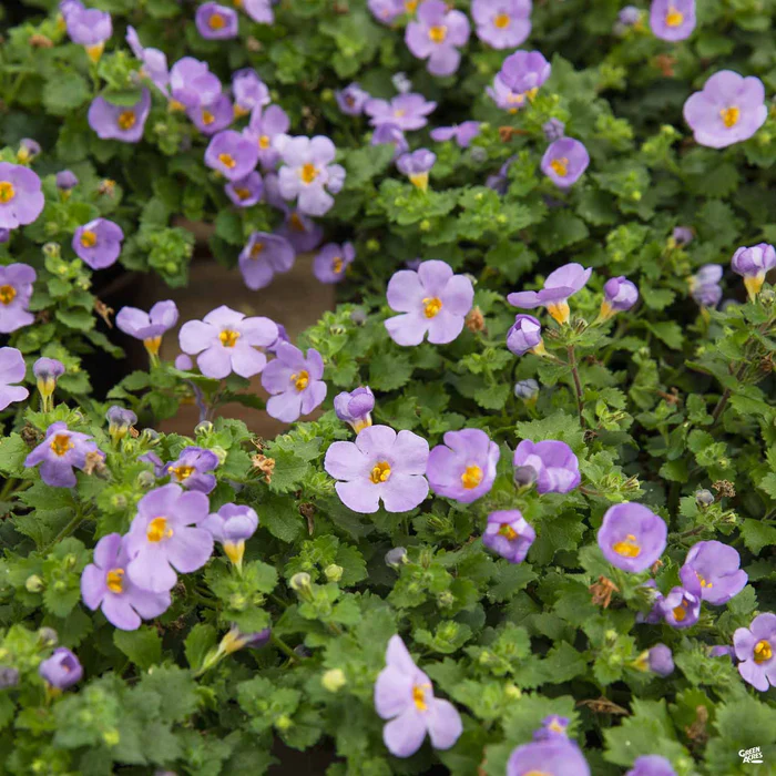 16-bacopa-3.webp Bacopa