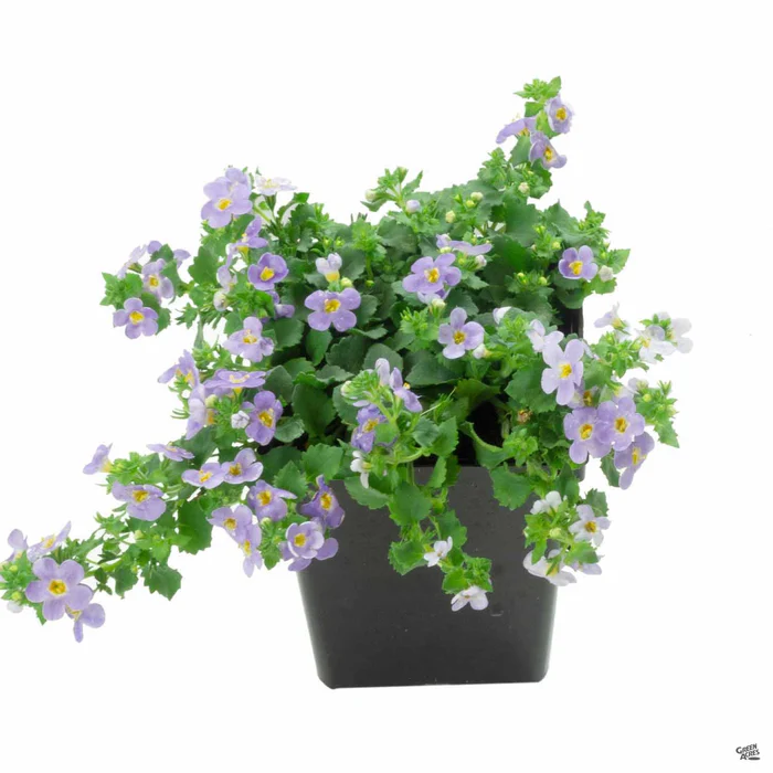 16-bacopa-5.webp Bacopa