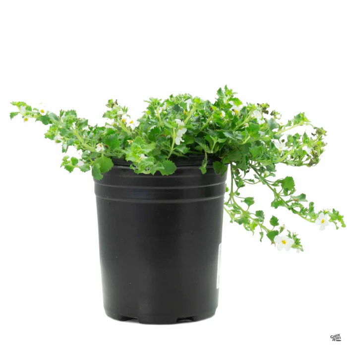 16-bacopa-6.webp Bacopa