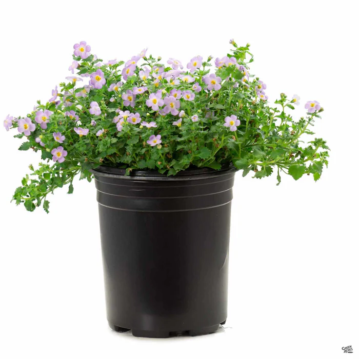16-bacopa-7.webp Bacopa