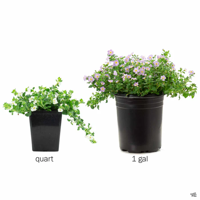 16-bacopa-8.webp Bacopa
