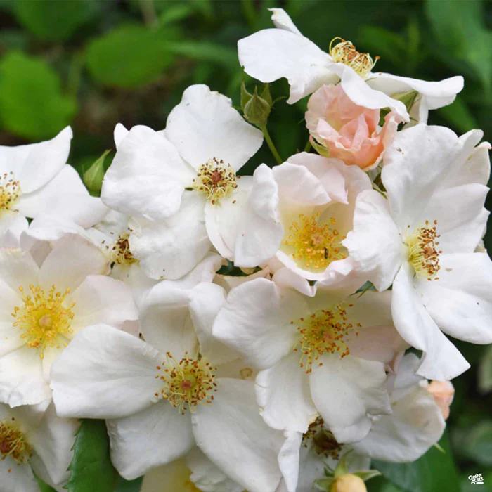 1602-climbing-rose-sally-holmes-1.webp Climbing Rose 'Sally Holmes'