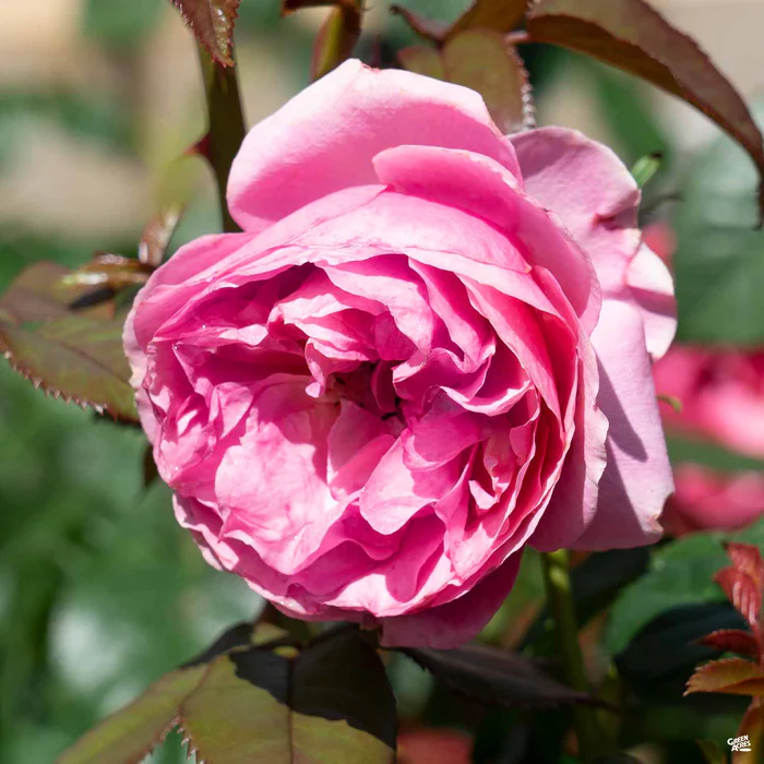 All Dressed Up Rose