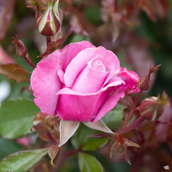 Rose 'Barbra Streisand'