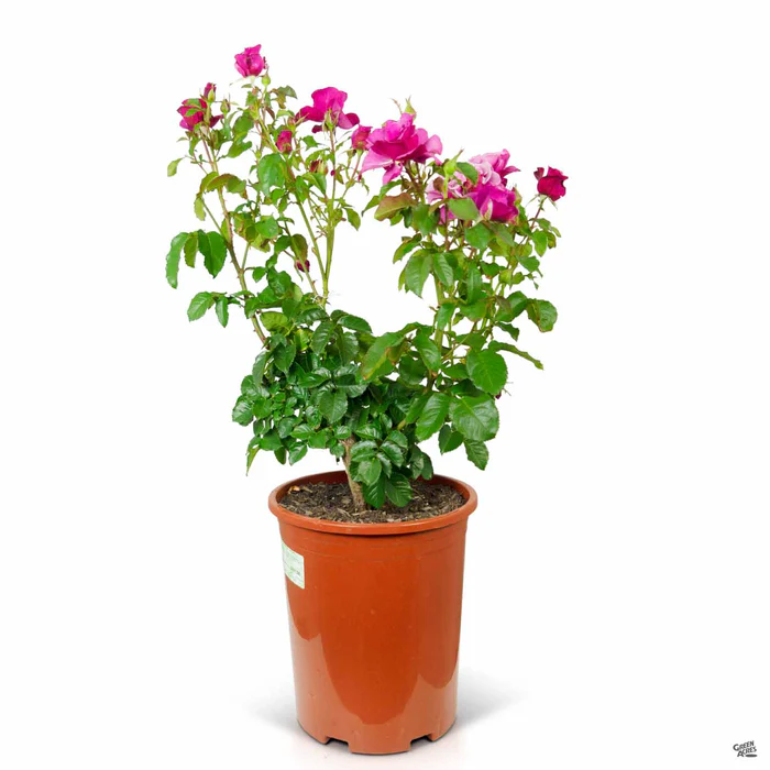 Rose 'Barbra Streisand'