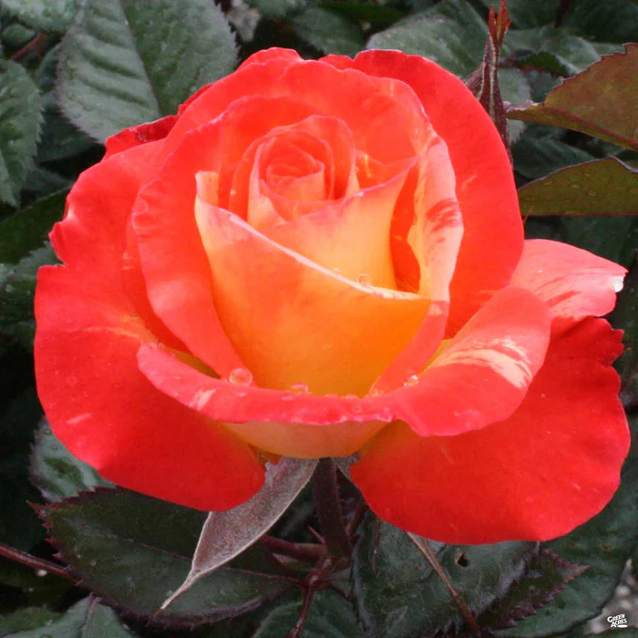 1605-chihuly-rose-1.webp Chihuly Rose
