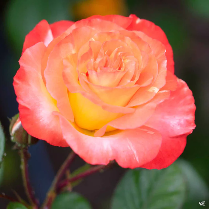 1605-chihuly-rose-2.webp Chihuly Rose