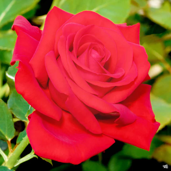 Drop Dead Red Rose Bareroot