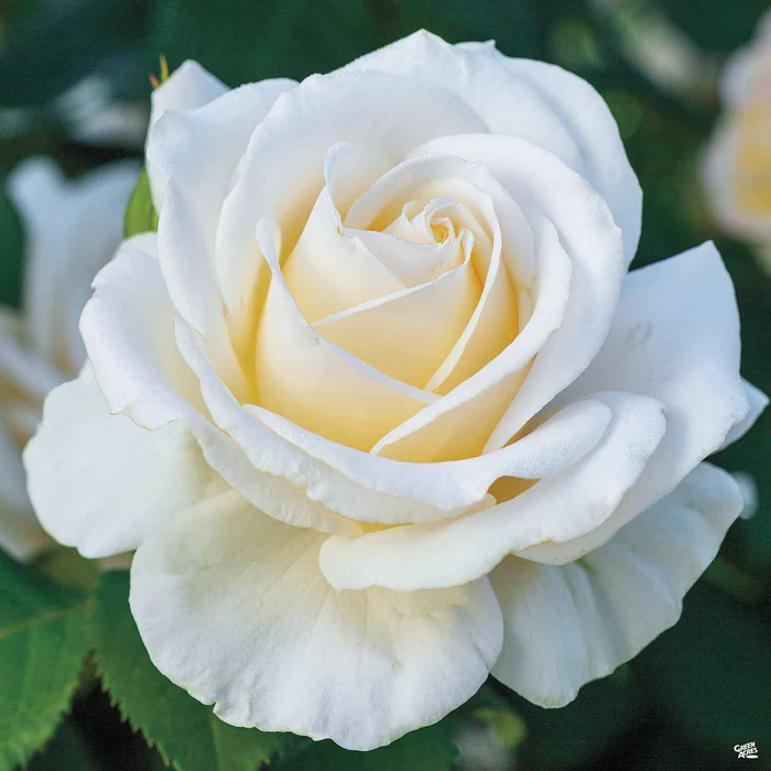 Easy Spirit Rose