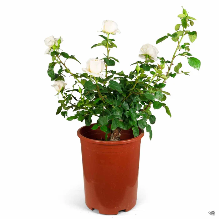 Easy Spirit Rose