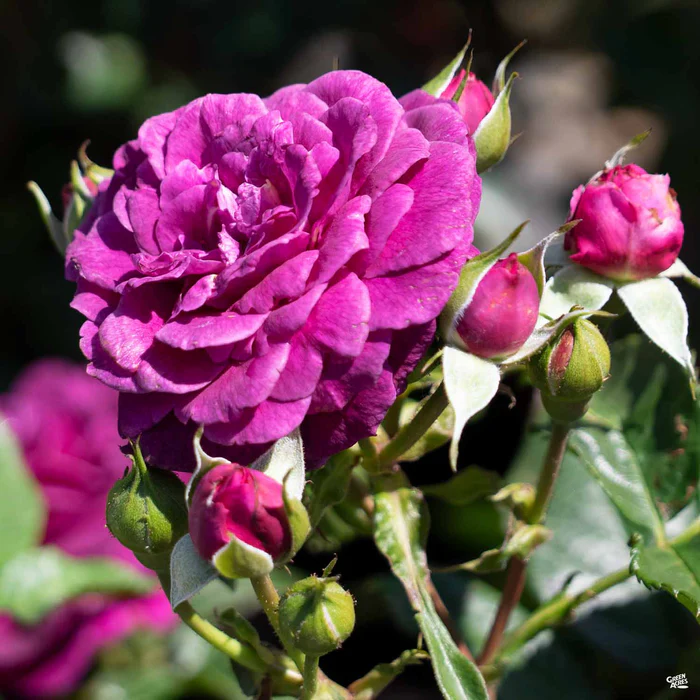 1608-ebb-tide-rose-1.webp Ebb Tide Rose