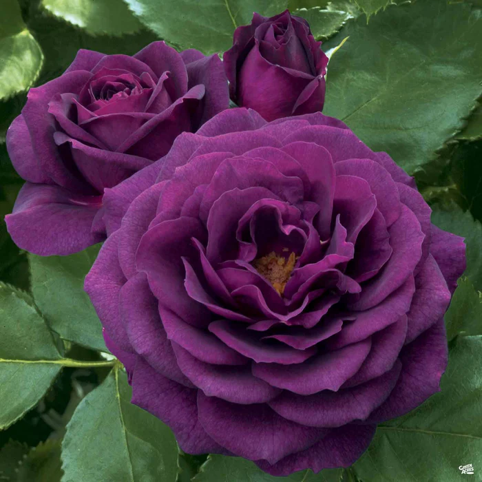 1608-ebb-tide-rose-3.webp Ebb Tide Rose