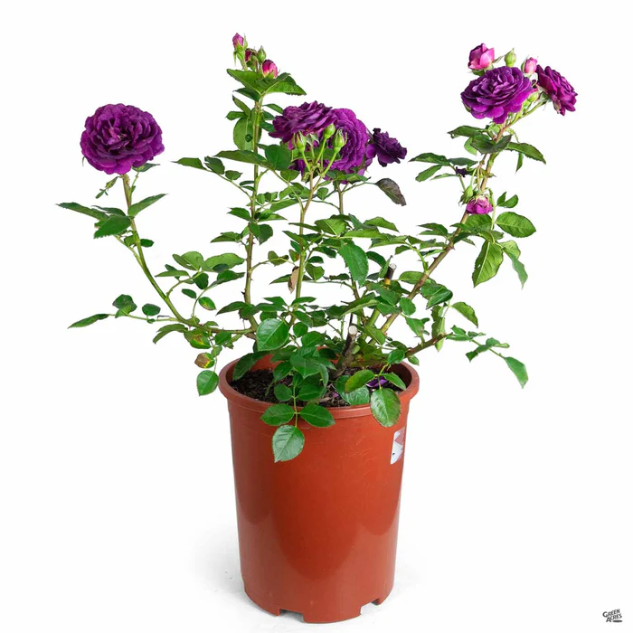 1608-ebb-tide-rose-4.webp Ebb Tide Rose