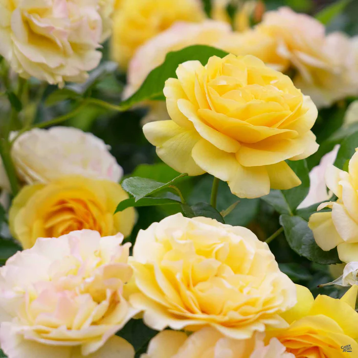 Rose 'Julia Child'