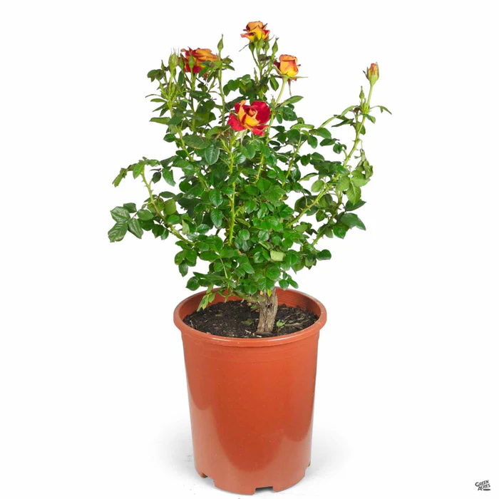 Ketchup & Mustard Rose
