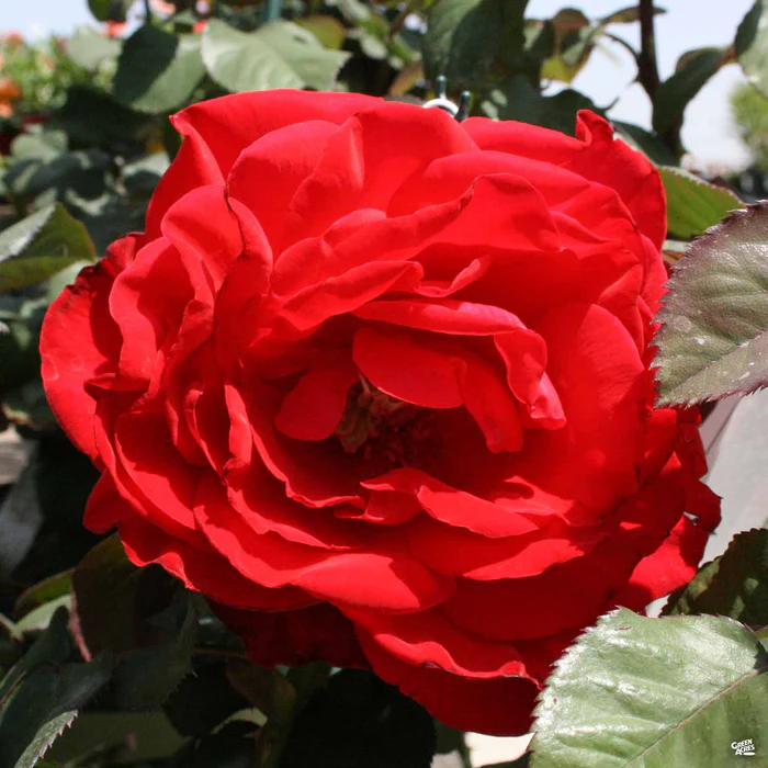 1616-legends-rose-1.webp Legends Rose