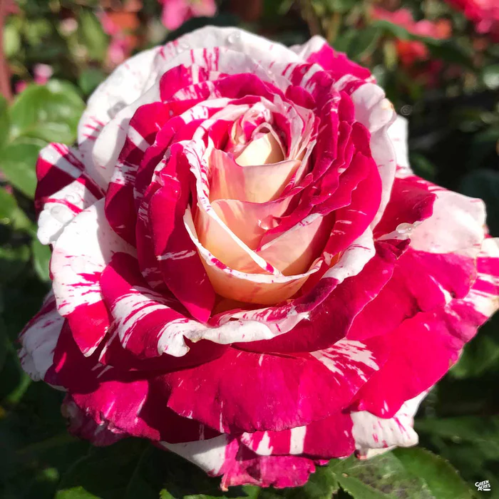 Rose 'Neil Diamond'