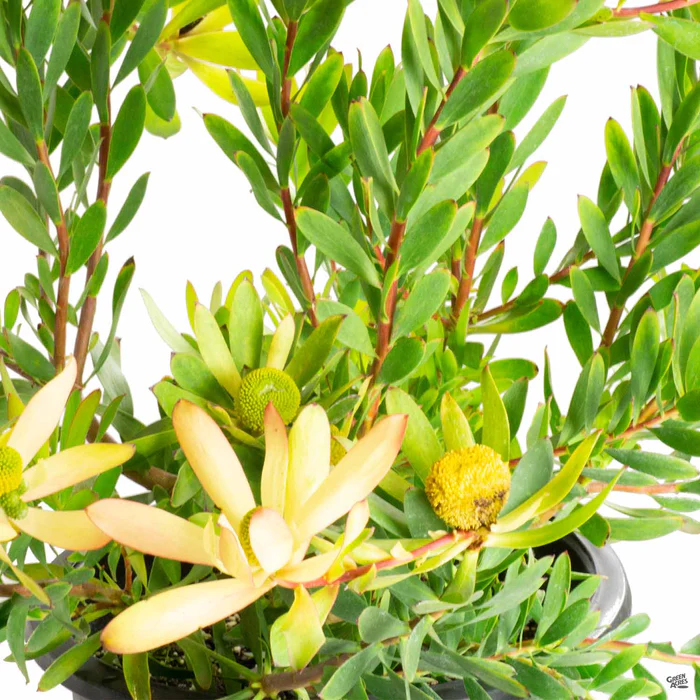 Leucadendron 'Wilson's Wonder'