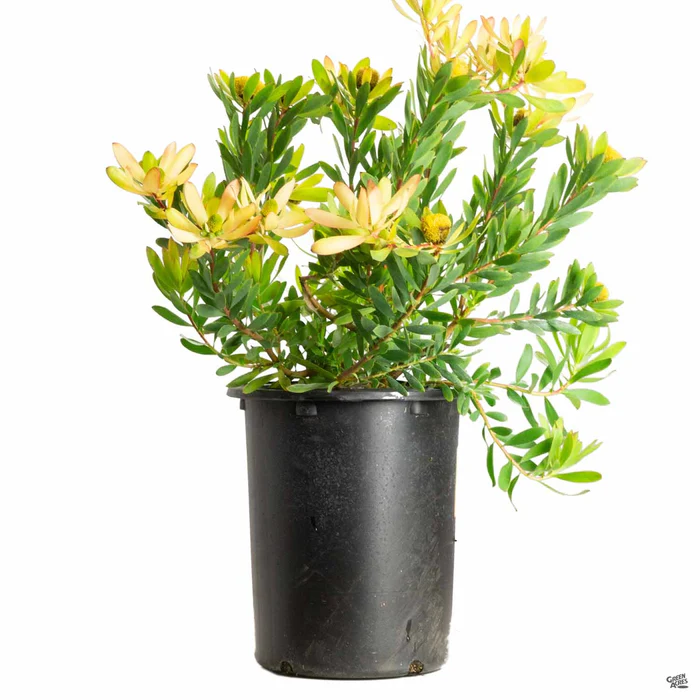 Leucadendron 'Wilson's Wonder'