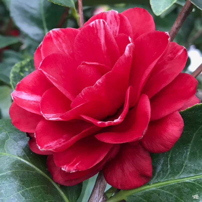 Camellia j. 'Mrs. Charles Cobb' | Matsuda's