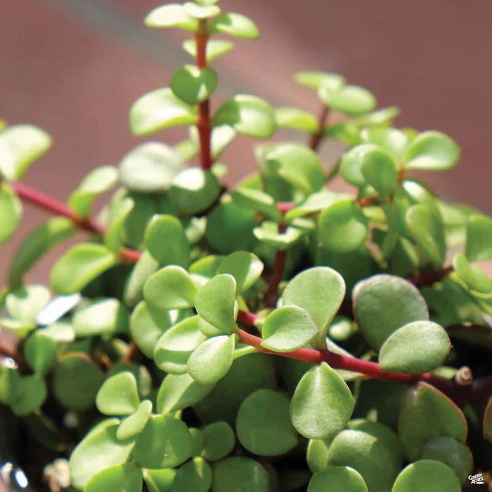 1620-elephant-bush-1.webp Elephant Bush