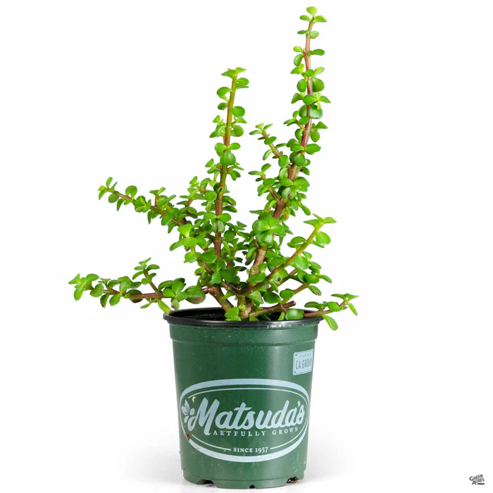 1620-elephant-bush-2.webp Elephant Bush
