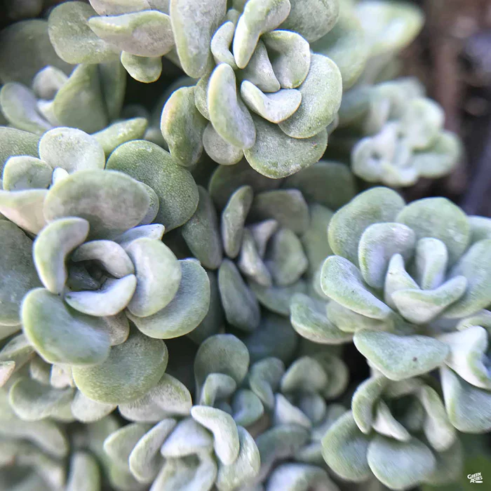 Stonecrop 'Cape Blanco'