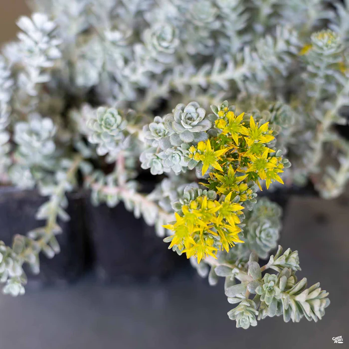 Stonecrop 'Cape Blanco'