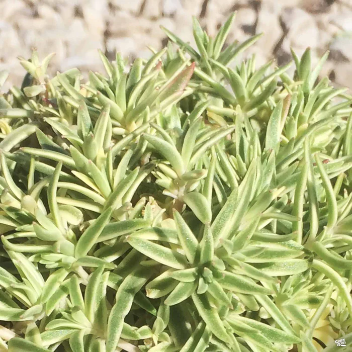 Variegated Carpet Stonecrop