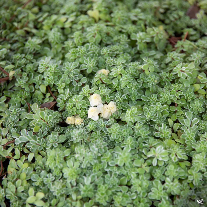 Variegated Japanese Stonecrop