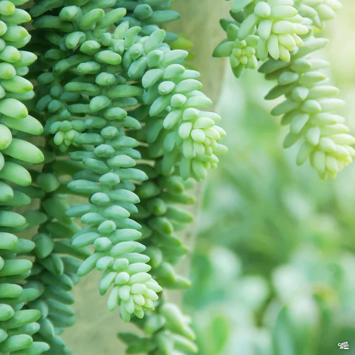 Stonecrop 'Donkey Tail'