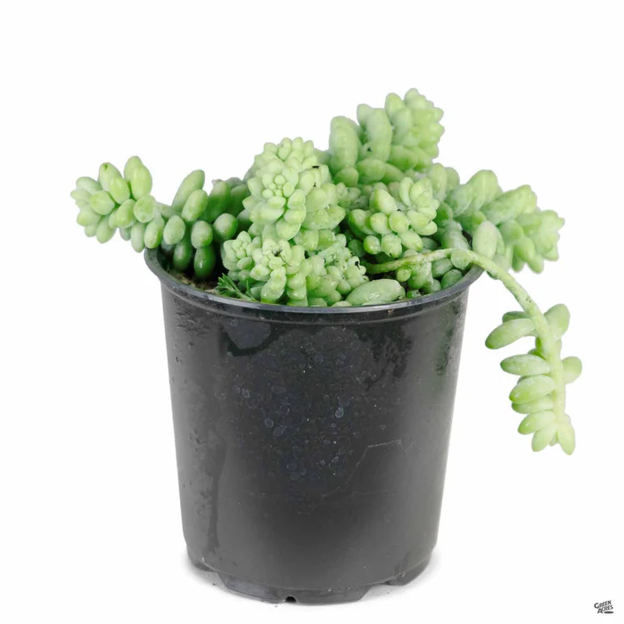 Stonecrop 'Donkey Tail'