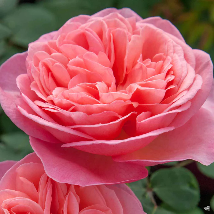 Rose 'Sweet Mademoiselle' Bareroot