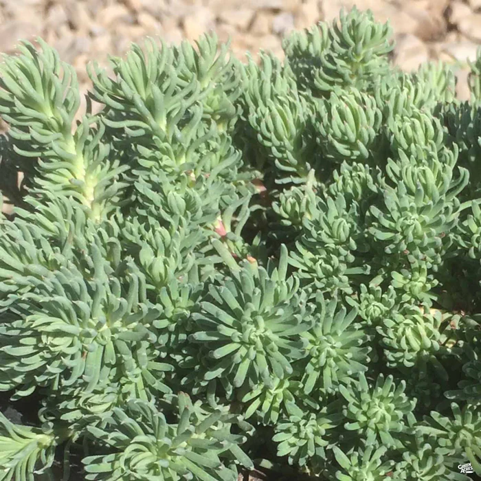 1637-stonecrop-oracle-1.webp Stonecrop 'Oracle'
