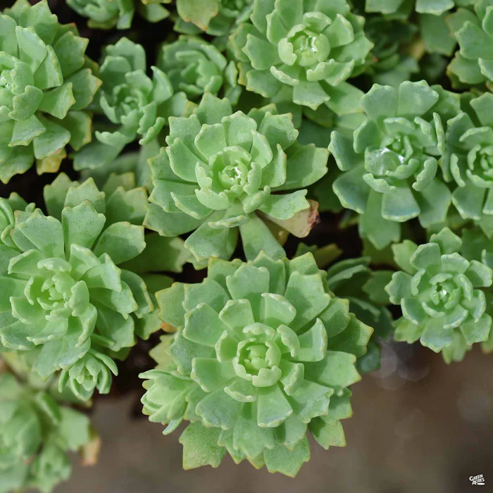 Stonecrop pachyclados