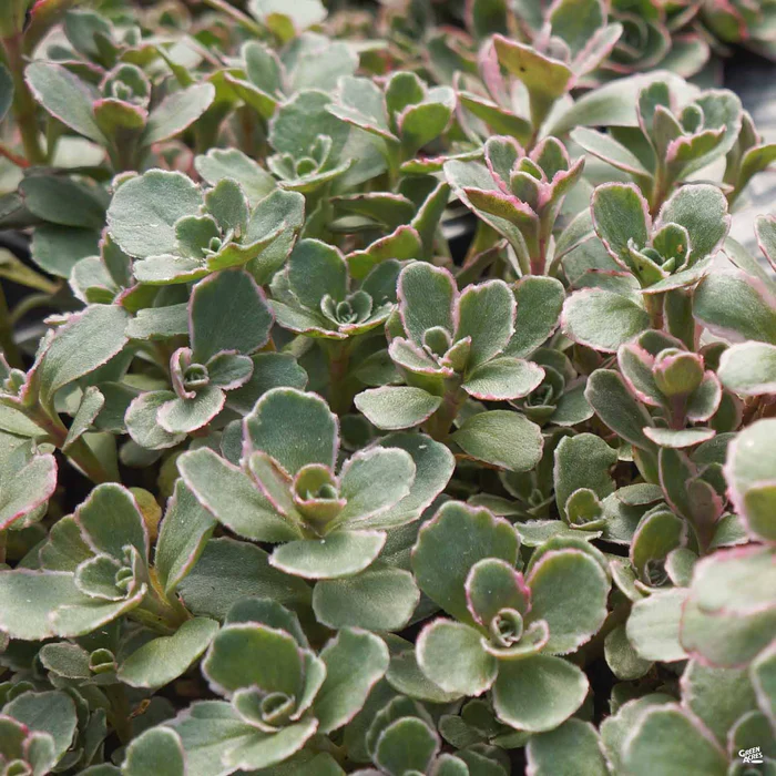1640-stonecrop-tricolor-1.webp Stonecrop 'Tricolor'