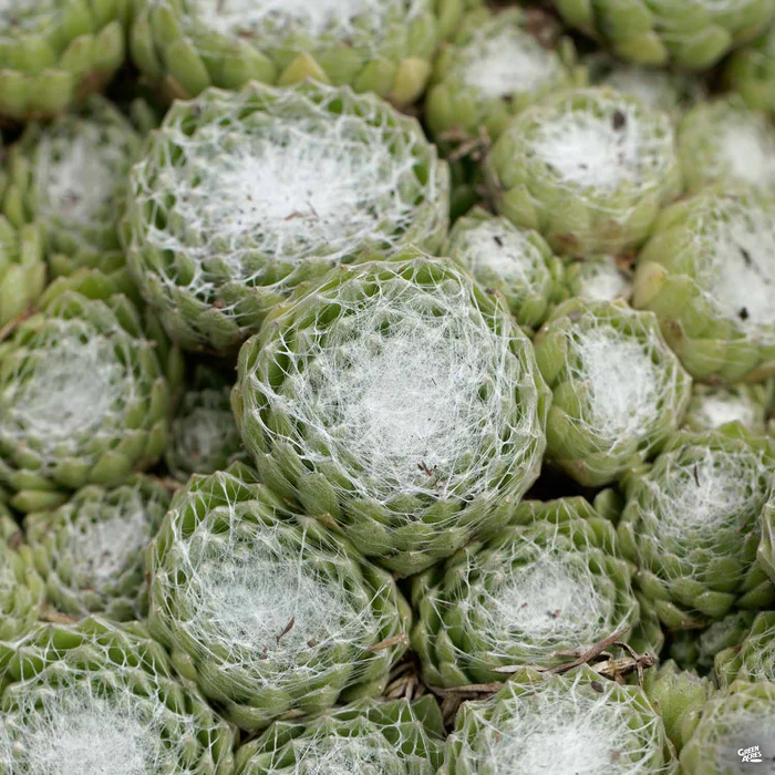 Cobweb Hens & Chicks