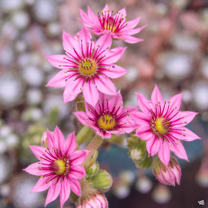 Cobweb Hens & Chicks