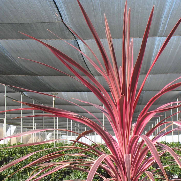 1645-cordyline-cherry-sensation-2.webp Cordyline 'Cherry Sensation'