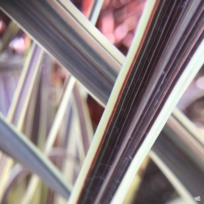 Cordyline 'Electric Flash'