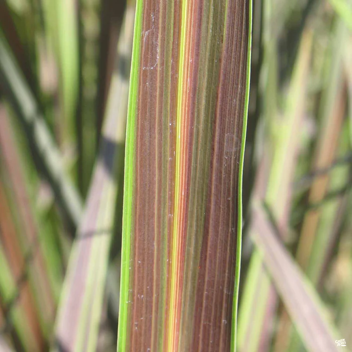 1649-cordyline-electric-star-1.webp Cordyline 'Electric Star'
