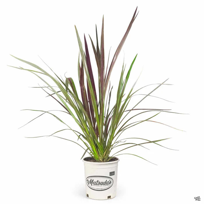 1649-cordyline-electric-star-2.webp Cordyline 'Electric Star'