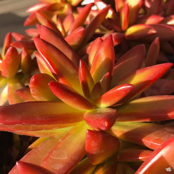 1652-stonecrop-coppertone-1.webp Stonecrop 'Coppertone'
