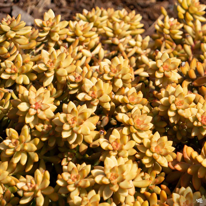 1652-stonecrop-coppertone-2.webp Stonecrop 'Coppertone'
