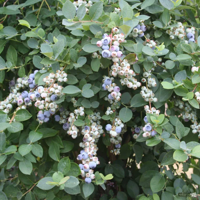 Bountiful Blue Blueberry | Monrovia