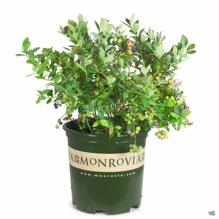 Bountiful Blue Blueberry | Monrovia