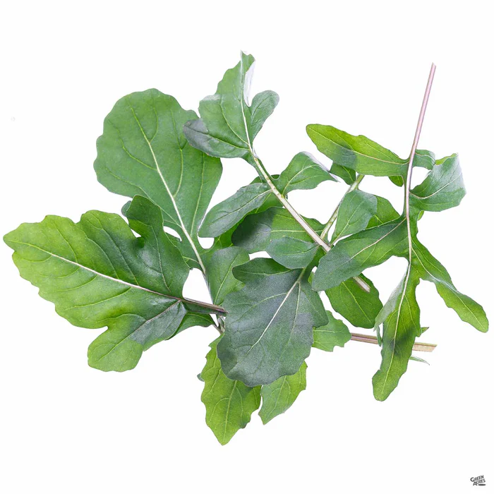 1656-arugula-1.webp Arugula
